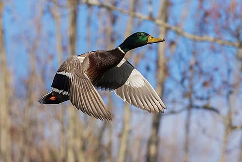 Mallard in Flight-wooded habitat Wildlife Print